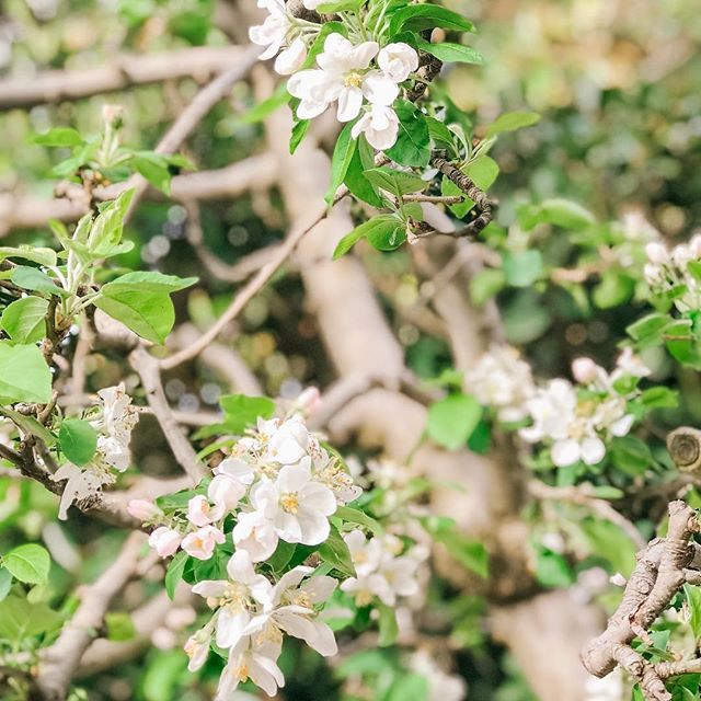 miaverdoorn's tweet photo. A beautiful new season is upon us! Welcome Spring time 🌸🍀 https://t.co/k5f6TcqA5v https://t.co/fsbc2irQbx