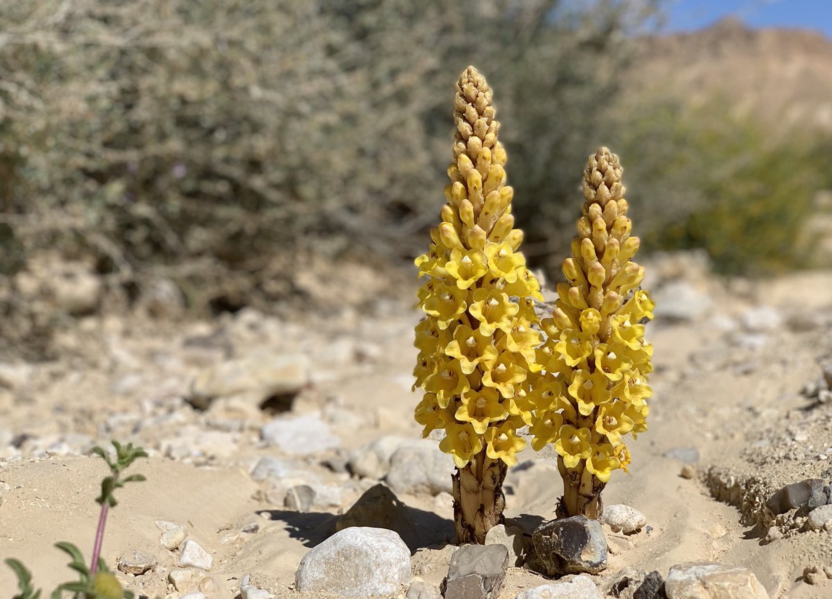 It hasn’t all just been about the #birds during our @flywaychampions scouting, this gorgeous Desert Broomrape [Cistanche tubulosa] is one of many in a mind glowingly beautiful wild flower spectacle currently on show here in the #negevdesert of southern #Israel