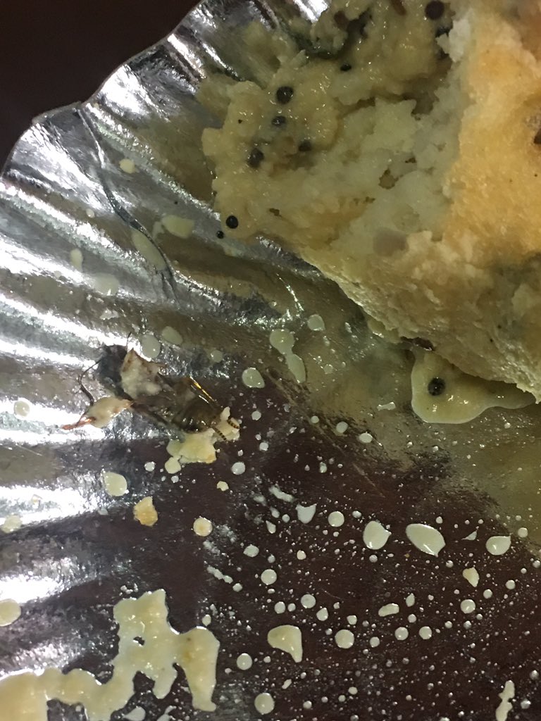 ed_morea's tweet photo. Cockroach with my chutney served by Indian Railways https://t.co/mXu54ZQ1az