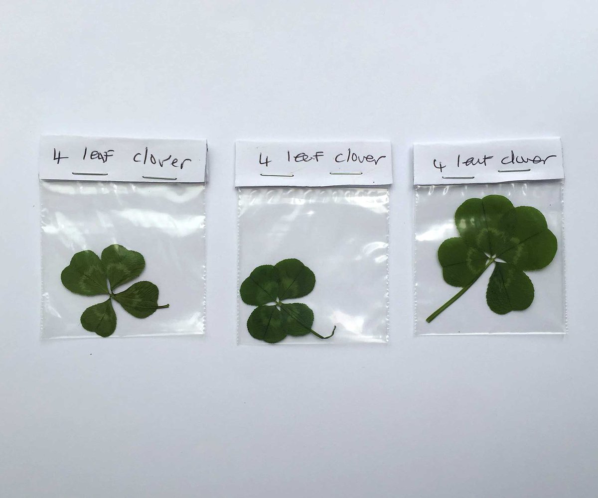 infmul's tweet photo. Happy #firstdayofspring! 🍀*~may it be lucky~*🍀 

featuring four leaf clovers from #NinaCoulson https://t.co/TlAJyGzF5Z