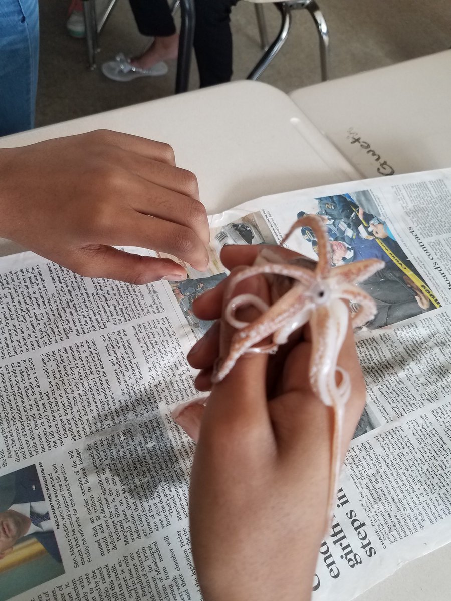 TeachUsPeace's tweet photo. Wellwood Inquiry at its finest!  Squid dissection. @WellwoodIntlES @KatieLugli @Jodilo0113 https://t.co/z1WsFcFtIk