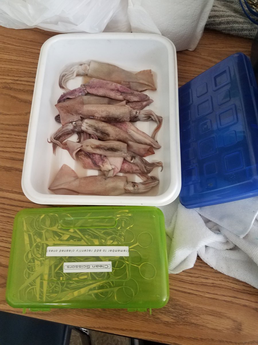 TeachUsPeace's tweet photo. Wellwood Inquiry at its finest!  Squid dissection. @WellwoodIntlES @KatieLugli @Jodilo0113 https://t.co/z1WsFcFtIk