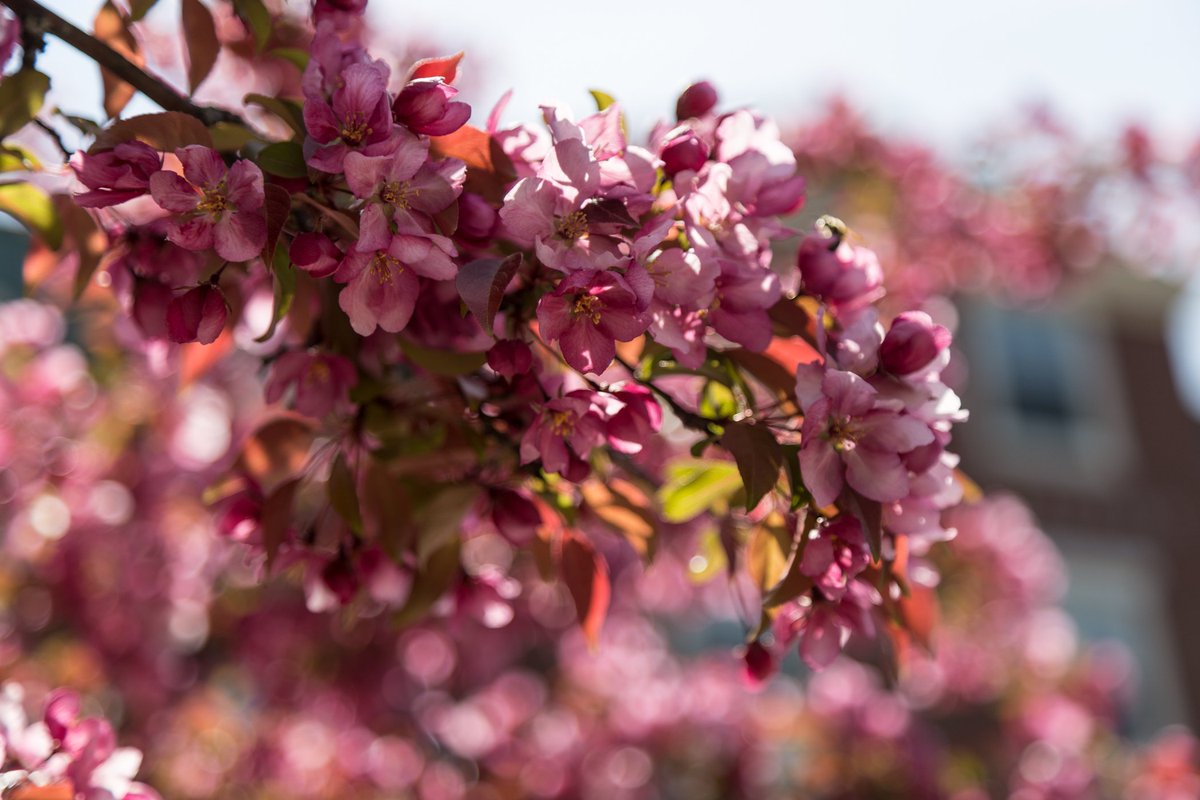 UNBFredericton's tweet image. Today marks the first day of spring AND the international day of happiness. Coincidence? 🌸🤗 #ByeWinter