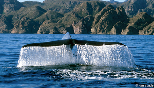 OurOcean's tweet image. Happy #WhaleWednesday 🐋