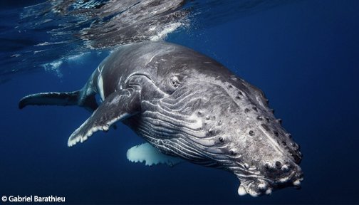 OurOcean's tweet image. Happy #WhaleWednesday 🐋