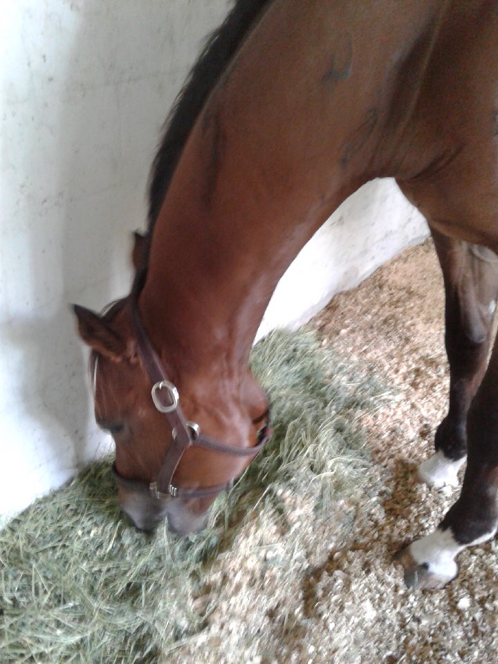 Update: PETE’S FLEET (2011 NY-bred 67-starts) doing gr8 at <a href="/CaribbeanOTTB/">CaribbeanTBAftercare</a> foster in Ocala. Has big stall, 2+ acre field &amp; visited by Sue Sefscik, who donated $3,000 2✈️ him home because she loves sire AFLEEX ALEX. Sue says PETE is sweet♥️ PETE will go 2 <a href="/ExcellerFund/">The Exceller Fund</a> later spring