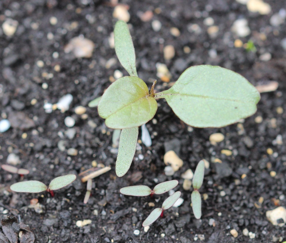 Follow our series “This Week in the World of Weeds” to learn more about a common red rooted weed common across Western Canada: Redroot Pigweed ow.ly/jVBz30o7cBO