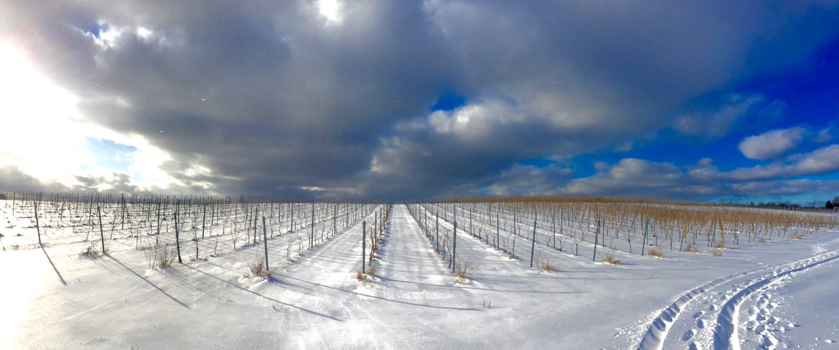 Read about #Johnstonvineyards experience handling the aftermath of the 2018 spring freeze.  Pruning methods, insurance programs, frost prevention and more. bit.ly/2HIUlMq <a href="/HeartDocSharon/">Sharon Mulvagh MD FRCPC FASE FACC</a> <a href="/brightlighter1/">Jay J.</a> <a href="/PeteLuckett/">Pete Luckett</a>