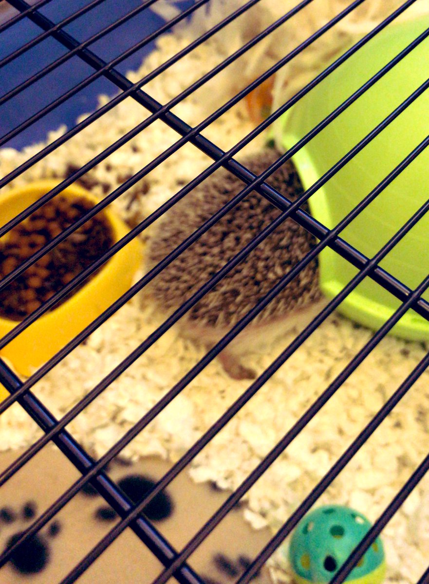 BrynCJHammond's tweet photo. #MarilynMonroe tossed her toy’s out of her cot today! My #AfricanPygmy did not want her bedding changed or pen cleaned & refused to use her wheel 🦔Instead she starred angrily at me until she went back in her pen then she stomped back to bed 😂
#hedgehog #pets #PetsAreFamily https://t.co/LtbF2J5Spn
