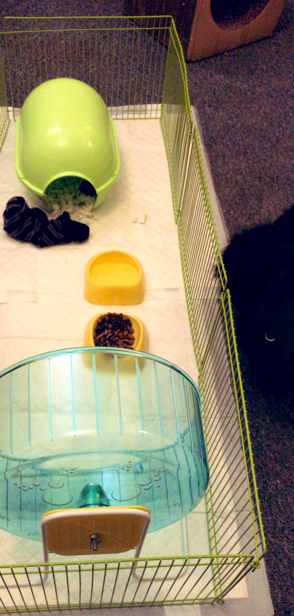BrynCJHammond's tweet photo. #MarilynMonroe tossed her toy’s out of her cot today! My #AfricanPygmy did not want her bedding changed or pen cleaned & refused to use her wheel 🦔Instead she starred angrily at me until she went back in her pen then she stomped back to bed 😂
#hedgehog #pets #PetsAreFamily https://t.co/LtbF2J5Spn