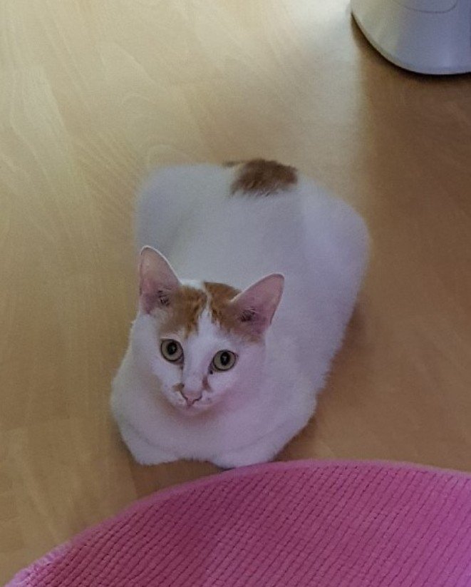 #따봉구조묘선희 #입양홍보

3살 여아 선희
학대당하고 버려졌지만, 사람을 좋아하는 고양이 선희와 함께 해주세요.
고양이들을 무서워하지만 사람 앞에서는 한없이 애교쟁이랍니다 ^^!

카카오플러스친구 tttabong
카카오톡 sshinmi0915 

#선희 #여아 #유기동물 #tttabong #서울 #유기묘입양