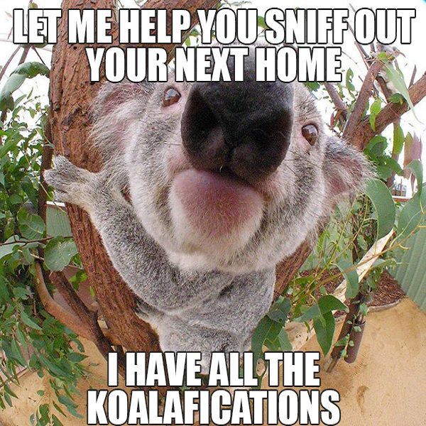 FlatFeeMLS1's tweet photo. There’s no such thing as overkoalified. #realestate #meme #oneratemls https://t.co/PcNihljVGO