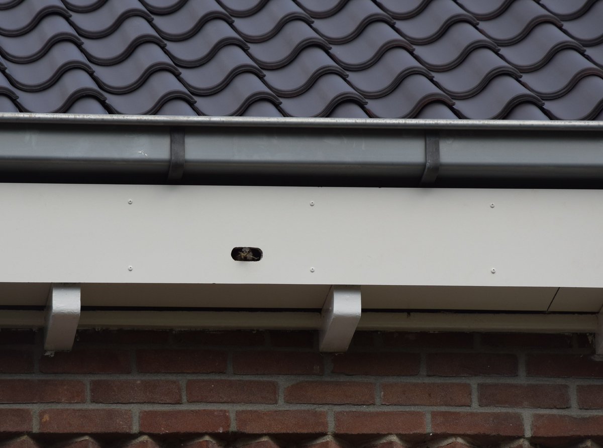 #Maatwerkvoorzieningen direct in gebruik! Loo Plan heeft in samenwerking met #Veluwonen tientallen maatwerkvoorzieningen voor huismussen en gierzwaluwen geraliseerd aan de Hackfortweg te Loenen. #WNB #huismus #gierzwaluw