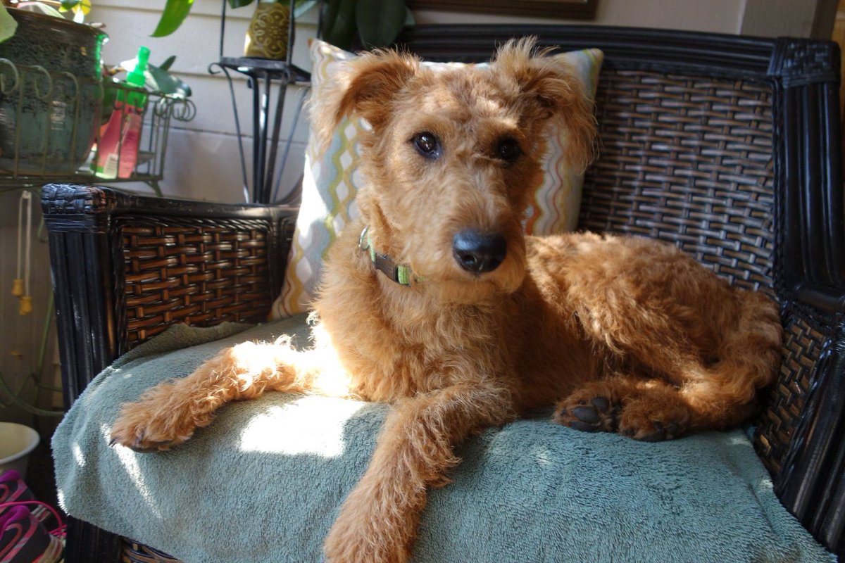 SmokinSleddog's tweet photo. Announcing today's #PupPinUp! MEET Stella! Adorable & SMART #irishterrier Owner Gerald Kippola is a #musician residing in #Michigan #upperpeninsula Keeping the the Pup Love going out... to our Fans who share that love with their Four Pawed Pals. WOOF! #woof #WoofWednesday https://t.co/alOuIhI4ul