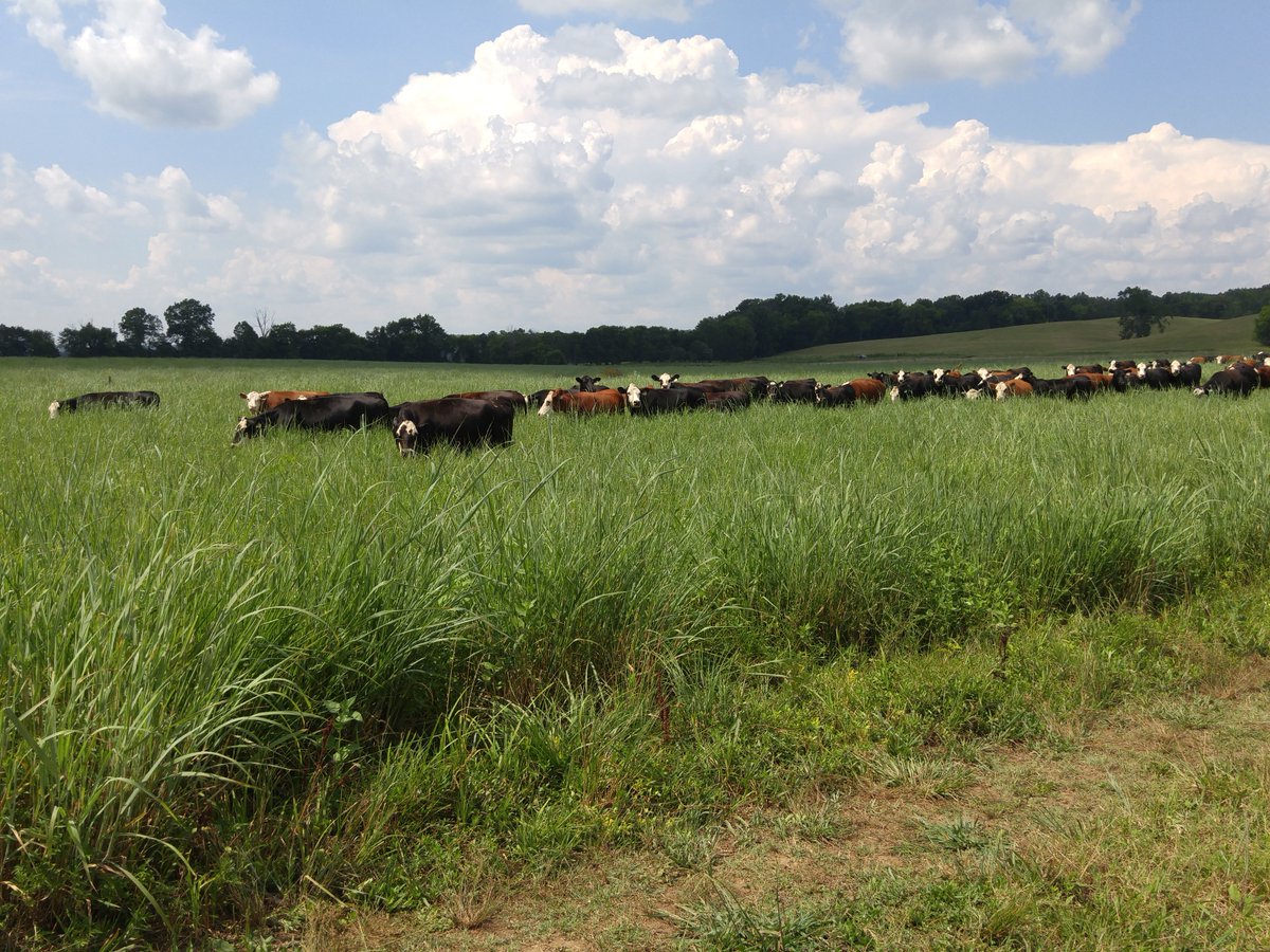 ProdigyFinServ's tweet photo. Prodigy Financial Services specializes in real estate loans for the agricultural community with rates as low as 4.6%. There are no prepayment penalties on our loans, and we can provide you with cash out for improvements, paying down debt, or future planning. Phone (800) 530-6936! https://t.co/AaYDRWO07I