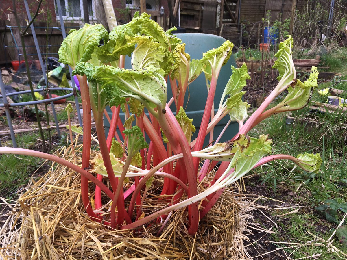 janet_t_55's tweet photo. #kitchenready leeks...
...and lots of #rhubarb too!!!
#allotment #gyo #giy #march #SpringEquinox https://t.co/OnMlDR4Fti