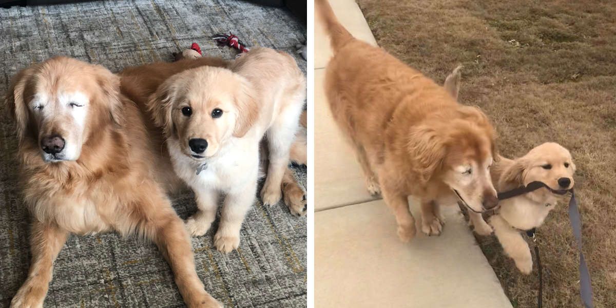 Blind Senior Dog Finds A Puppy Friend To Show Him The Way buff.ly/2U0xXEF