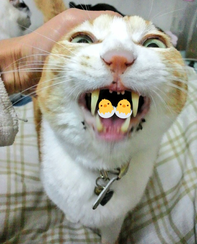トライcm