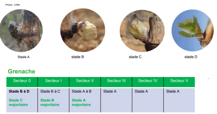 *️⃣  #Viticulture
Les premiers débourrements de vigne sont observés dans le sud
Et chez vous qu'en est-il ? 🌞🌞
➡️ mon-viti.com/filinfo/viticu…
#WineMorning ☕⏰