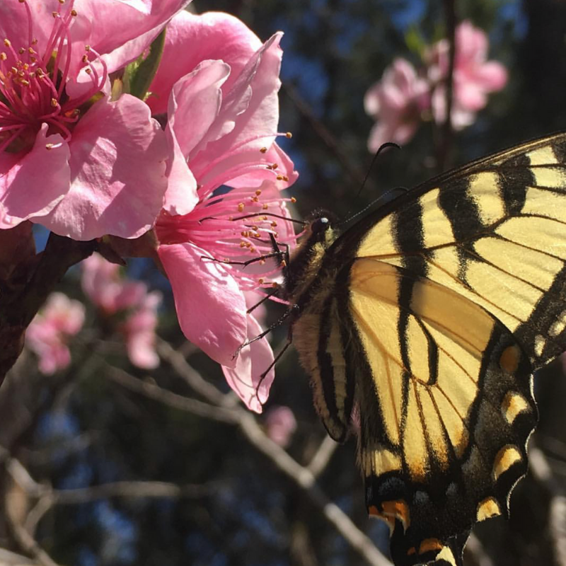 TPWDparks's tweet photo. Happy #FirstDayOfSpring y'all! 

#MeridianStatePark #TXStateParks #Butterfly https://t.co/pIRd2au8Jv