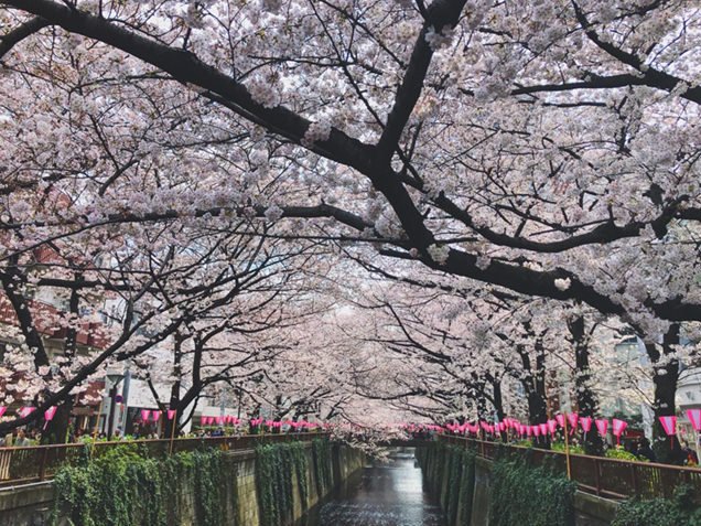 viewtabi's tweet photo. ＼目黒＆六本木でお花見しよ��／ 
東京の桜はもうすぐ開花！満開が待ち遠しいですね♪ 東京で桜さんぽをするなら、目黒川沿いや六本木周辺がおすすめ。夜桜も最高！
桜は、例年3月下旬～4月上旬が見頃。
→https://t.co/R9LWY2zGqJ

#桜 #花見 #目黒川 #目黒 #六本木 #東京 https://t.co/eWuUwvkSvb