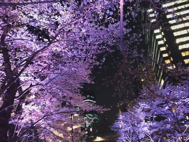 viewtabi's tweet photo. ＼目黒＆六本木でお花見しよ��／ 
東京の桜はもうすぐ開花！満開が待ち遠しいですね♪ 東京で桜さんぽをするなら、目黒川沿いや六本木周辺がおすすめ。夜桜も最高！
桜は、例年3月下旬～4月上旬が見頃。
→https://t.co/R9LWY2zGqJ

#桜 #花見 #目黒川 #目黒 #六本木 #東京 https://t.co/eWuUwvkSvb