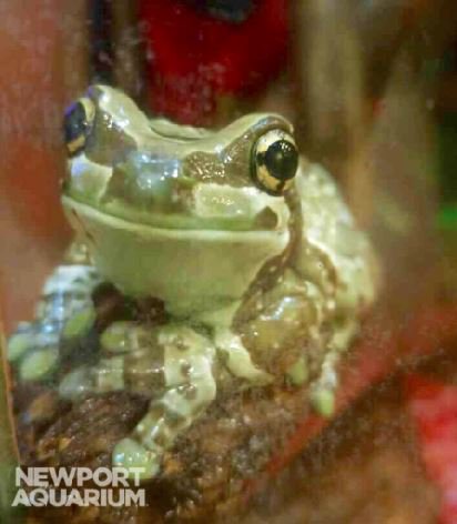 NewportAquarium's tweet photo. Happy #WorldFrogDay & #InternationalDayOfHappiness Doesn't the Amazon milk #frog have the best smile? Come check them out in #FrogBog today, ribbitt! 🐸💚 https://t.co/ZajgikrTA7