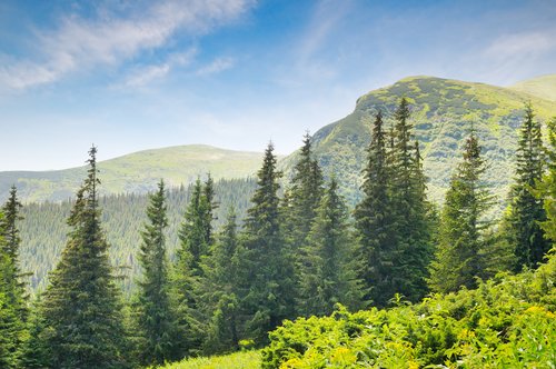 CaledonTreeland's tweet image. Come see our selection of #sprucetreesforsale at our beautiful Caledon tree farm. Call to make an appointment and visit to see our selection (905) 880 1828. #SpruceTrees #ColoradoBlueSpruce #NorwaySpruce #TreesForSale #TreesforSaleToronto
treeland.ca/spruce-trees-f…