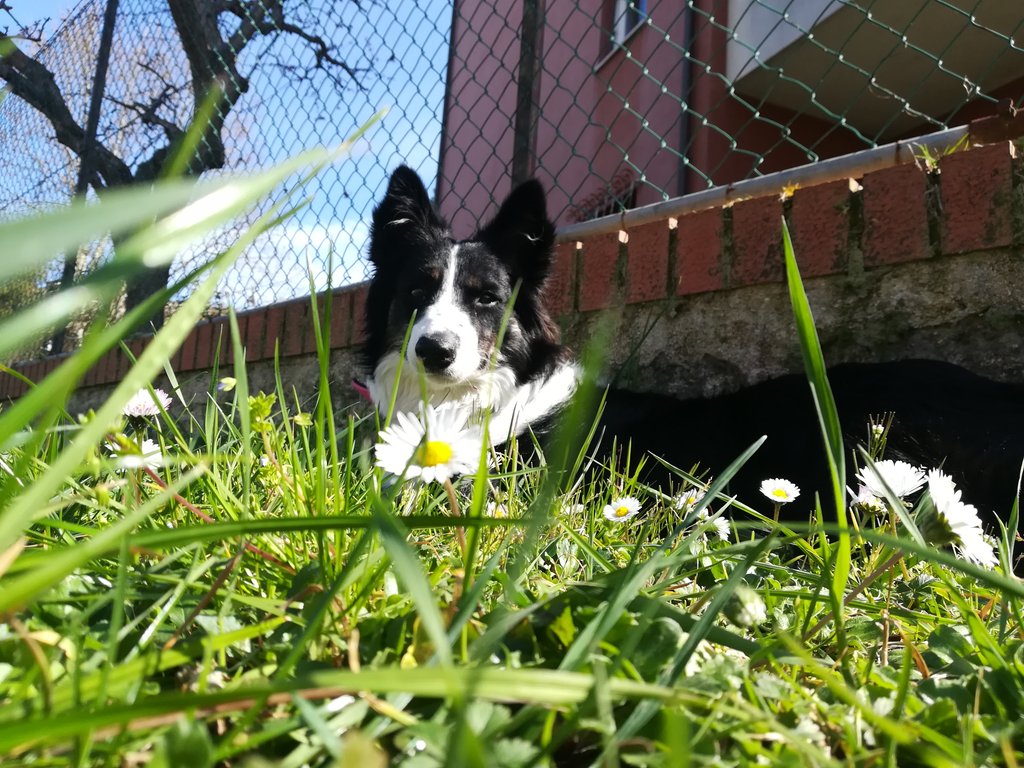LeonardoSeri's tweet photo. Sotto il sole
Sotto il sole
C'Γ¨ un border
C'Γ¨ un border
#bordercollie #Penelopeprendeilsole
#pippetta https://t.co/4xYherpfdJ