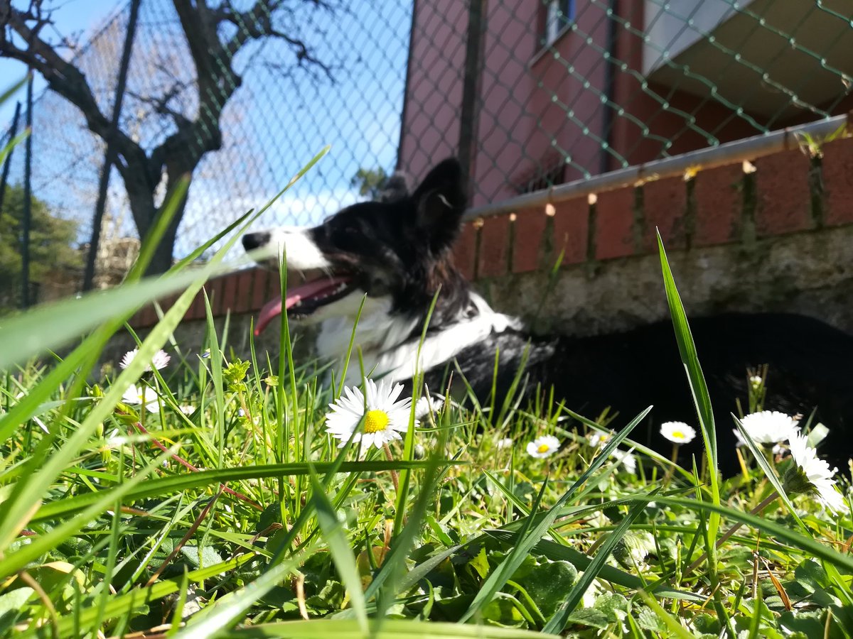 LeonardoSeri's tweet photo. Sotto il sole
Sotto il sole
C'Γ¨ un border
C'Γ¨ un border
#bordercollie #Penelopeprendeilsole
#pippetta https://t.co/4xYherpfdJ