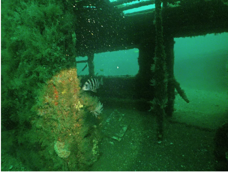 NYNJBaykeeper's tweet photo. Ever wonder what happens to NYC’s subway cars after they are taken out of service? Since 2001, the Metropolitan Transit Authority has dropped 2,580 cars into the Atlantic Ocean off the coasts of NJ and several other states to become artificial reefs!

#nynjbaykeeper #reef #NYC https://t.co/JFCD7W7BEf