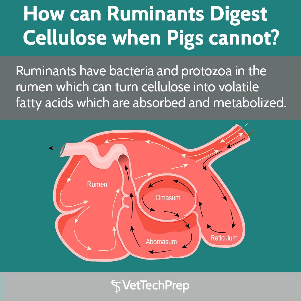 VetTechPrep's tweet photo. How can #ruminants digest cellulose when #pigs cannot? 🐷

Ruminants have bacteria and protozoa in the rumen which can turn cellulose into volatile fatty acids which are absorbed and metabolized. 

#VetTechStudent #VetTechPrep #Veterinary #VetMed #VetTechSchool https://t.co/shjyhvshqS