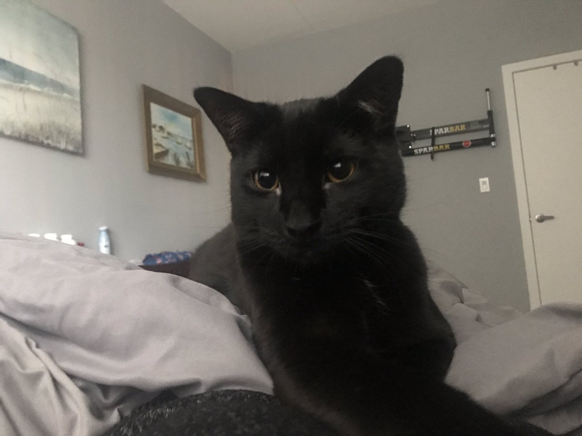 beccaxx's tweet photo. The cutest face to wake up to 🥰 https://t.co/NrwkrwVuJe