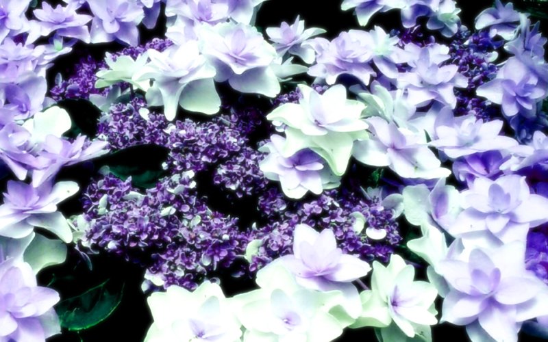 きのこもぐら フリー素材 花 小説用フリー素材 フリー素材 加工自由 薔薇 あじさい バラ 紫陽花 T Co Forsehr5v6 きのこもぐら フリー素材 花 小説用フリー素材 フリー素材 加工自由 薔薇 あじさい バラ 紫陽花 T Co Forsehr5v6