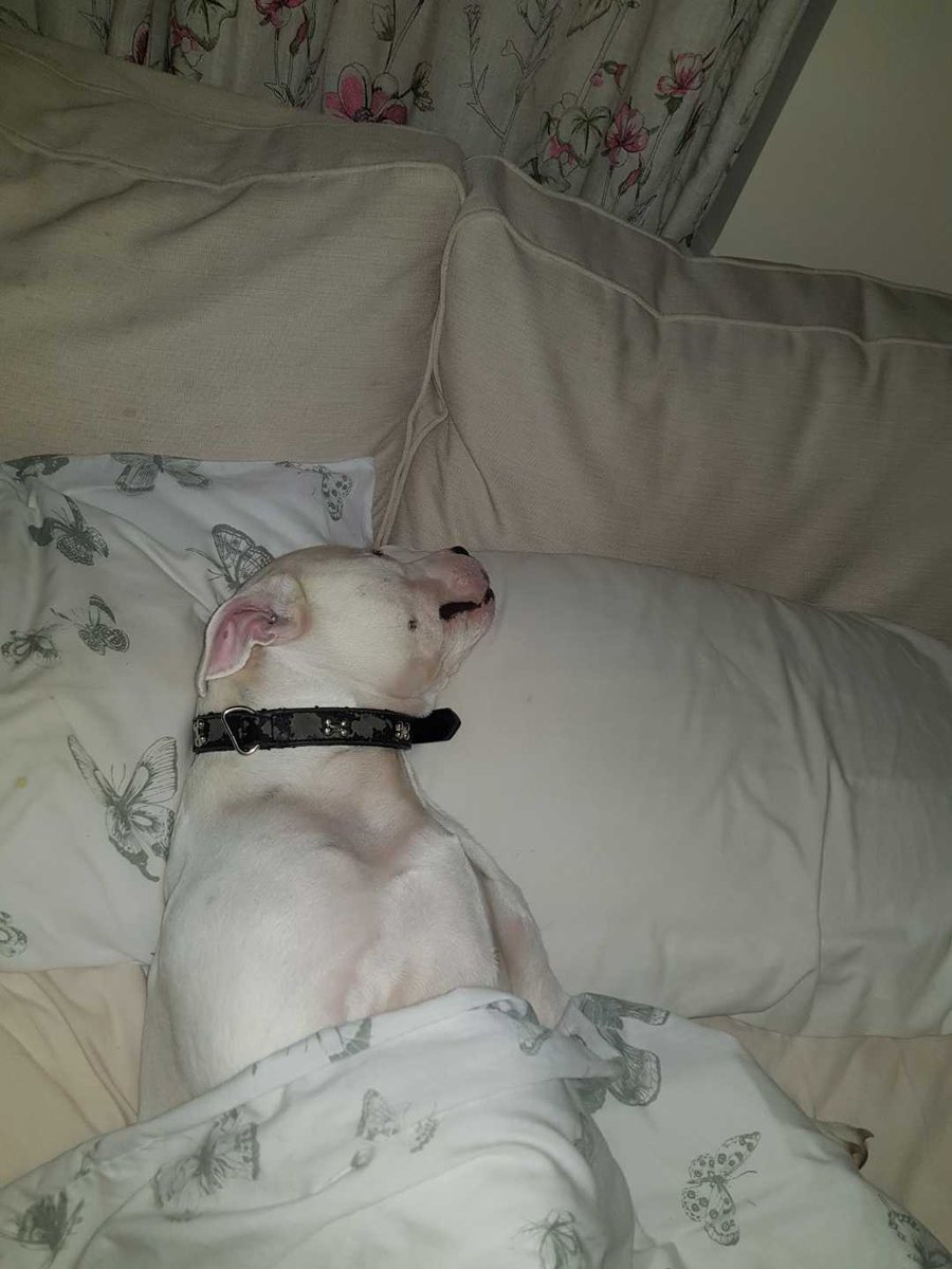 Boomer36642677's tweet photo. Well I've been #wednesdayworking all day now its time to have a quick power nap. ๐พ๐พ https://t.co/MMTpItQdzO