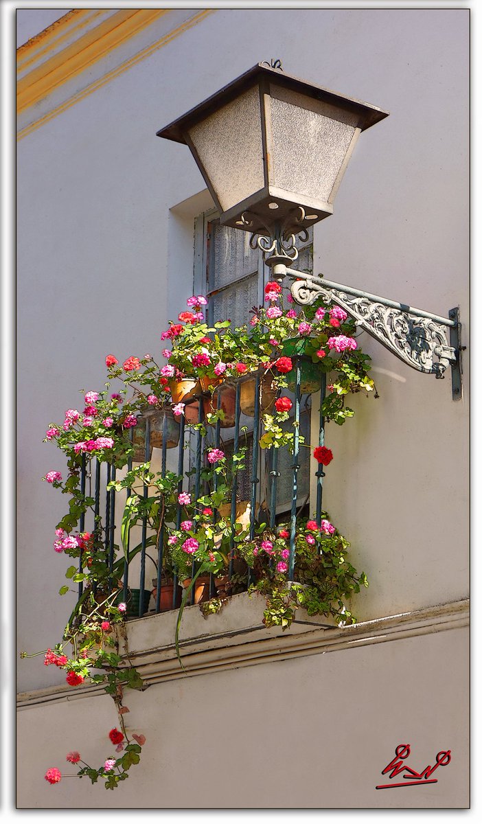 Vigía de Isbilya on Twitter: "Ya llegó la primavera con el fuego de las  flores, claveles y rosas frescas perfumando los balcones. (Amigos de Gines)  #Primavera #FelizMiercoles #Sevilla #Triana #Macarena #Andalucíahoy  #Andalucía…