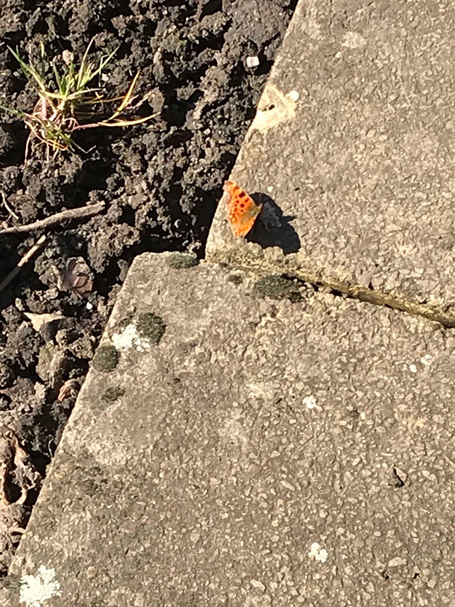 david_hargill's tweet photo. #painted lady #butterflies are out today https://t.co/o9WlhKwL0t