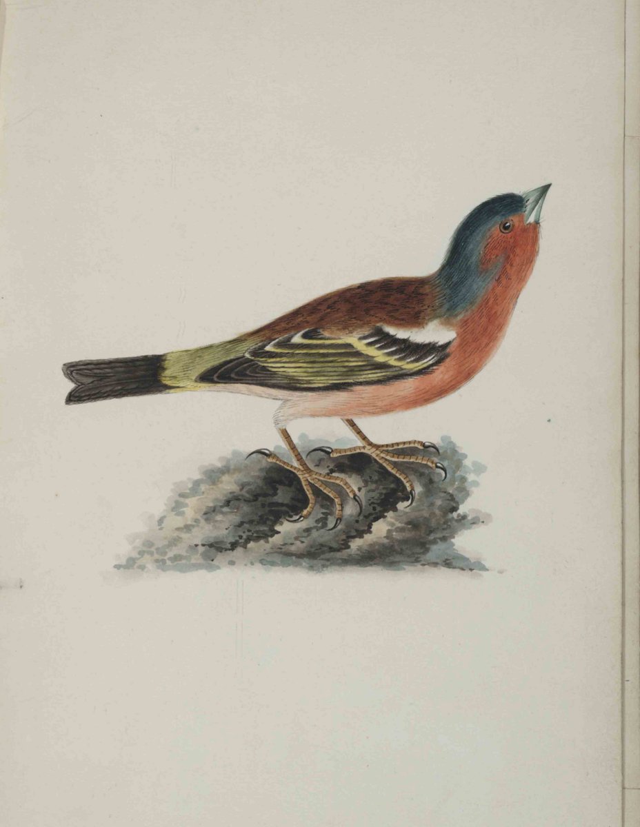 Fisher_Library's tweet photo. It's the #firstdayofspring. Finally! Why not celebrate it properly by visiting the exhibition Nature on the Page to view birds and flowers. The exhibition continues on through until the end of April. https://t.co/1j2pMG02OJ