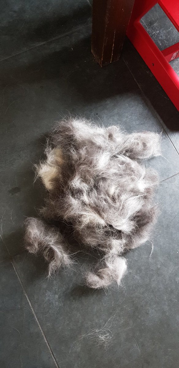 Nee, geen nieuwe pup in huis... @Hermannus @hansnijhof