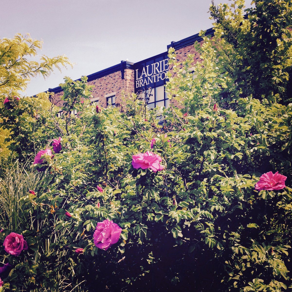 Laurier's tweet photo. Happy first day of spring, Golden Hawks! 🌼💜💛 What's your favourite season? https://t.co/ironCPXuN5