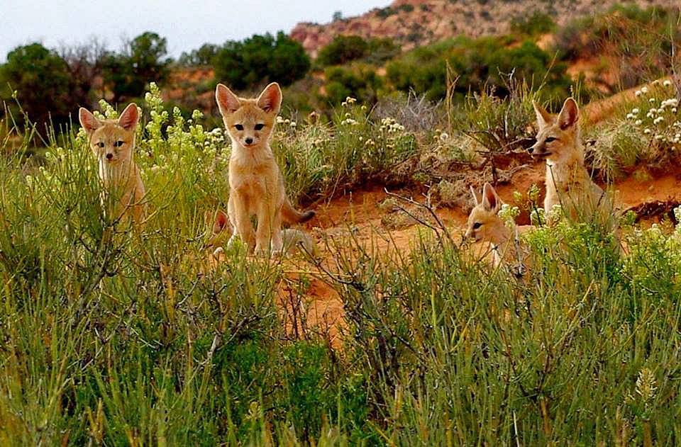 NatlParkService's tweet photo. It's the #FirstDayOfSpring! Will you be visiting a national park this season?

Image: Desert kit fox pups in green brush at @ArchesNPS. 

#FindYourPark https://t.co/WBvFUPfF4u #SpringEquinox https://t.co/k5DIZKuv4F