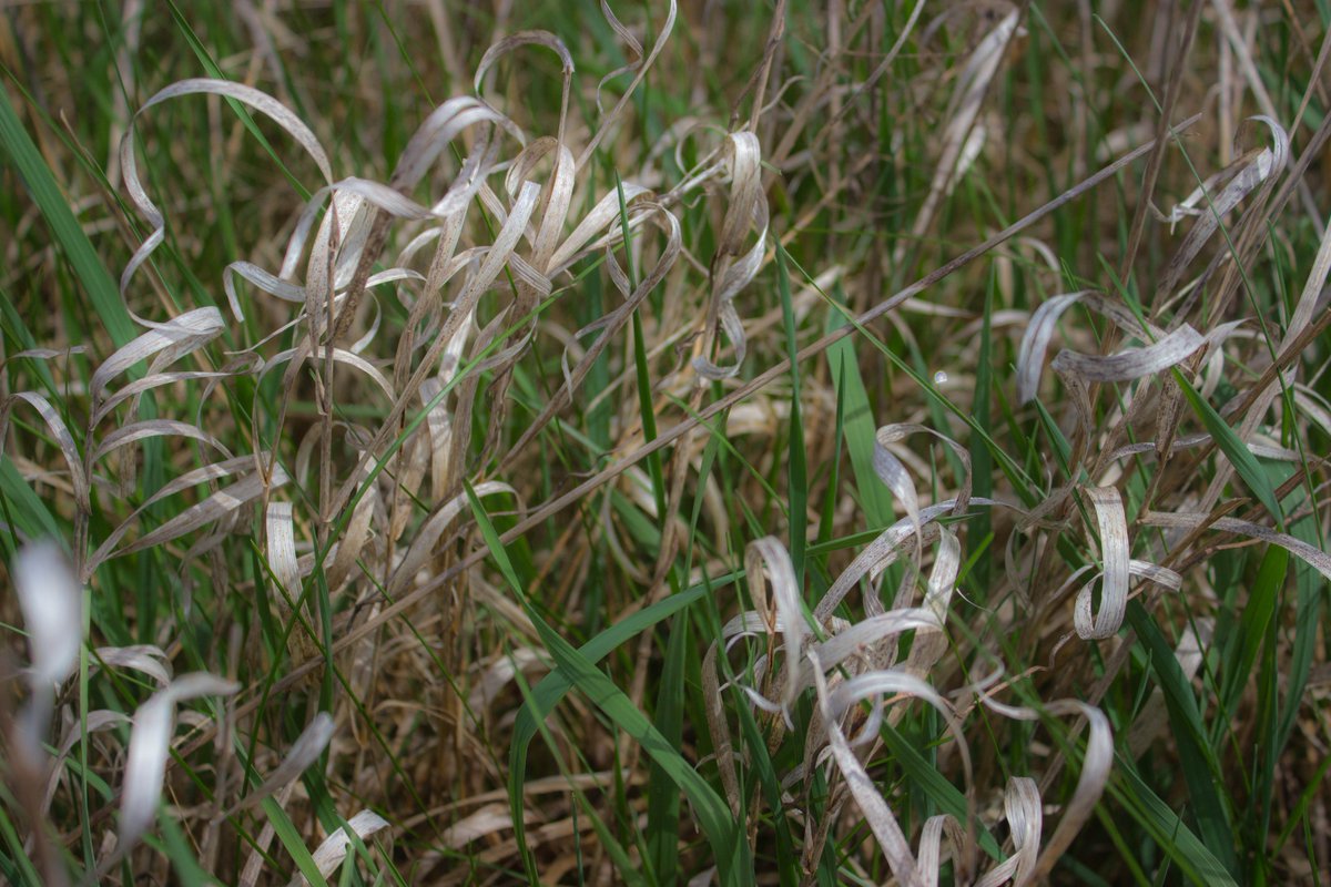 TallgrassConv's tweet photo. The vernal equinox arrives today! Here on the Iowa/Illinois prairies, it happens at 4:28 p.m. Look closely, and you will see green rising to join--and soon replace--last year's brown. The new life of the prairie will only accelerate from here. #vernalequinox #prairiespring https://t.co/A56Ibc7lZx