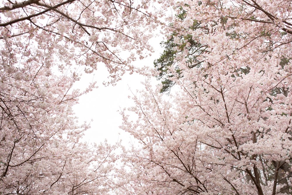 WalkingDotPhoto's tweet photo. Duke Gardens look like a little slice of heaven this week. Flowers are bursting to life all over while many of the trees look like cotton candy fell on them. It's absolutely delightful. Do yourself a favor and take a long walk there - you won't regret it! #DurhamNC https://t.co/STwr3NFqpH