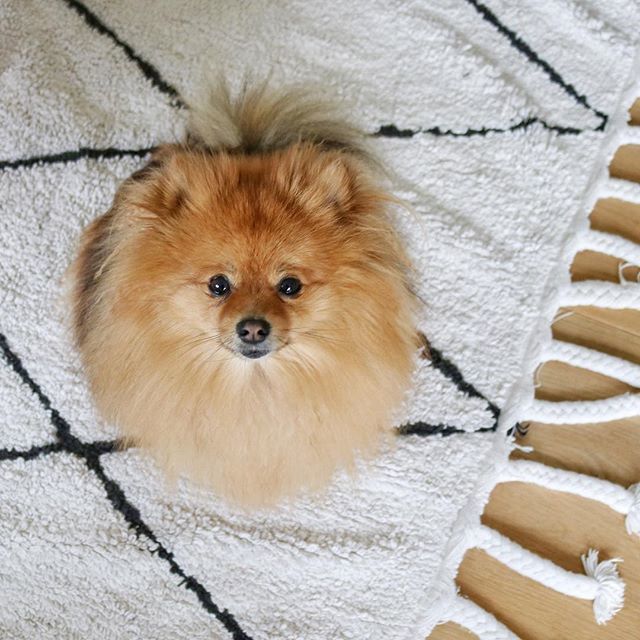 sarahfw40's tweet photo. My little floofy shadow 😍 •
•
•
#pomeraniansofinsta #pomeraniansofinstagram #instapom #pomsofinsta #pomsofinstagram #floof #furbabylove #furbabiesofinstagram #dogsareagirlsbestfriend #dogsarefamilytoo #fluffball #pomsnotbombs #thegirlganguk #shinyhap… https://t.co/xXx0Qxzjhw https://t.co/fqfC7l6NFv