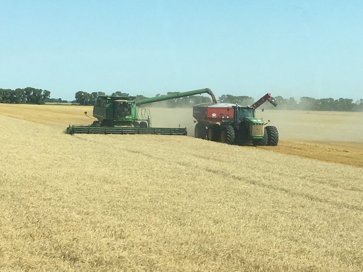 RobCrpate's tweet photo. Cleaning Tisdale wheat a great fit for cattle guys a little more straw #sunshineoakcharolais if anyone is interested we have lots #highyielder https://t.co/61vBUPZVrZ