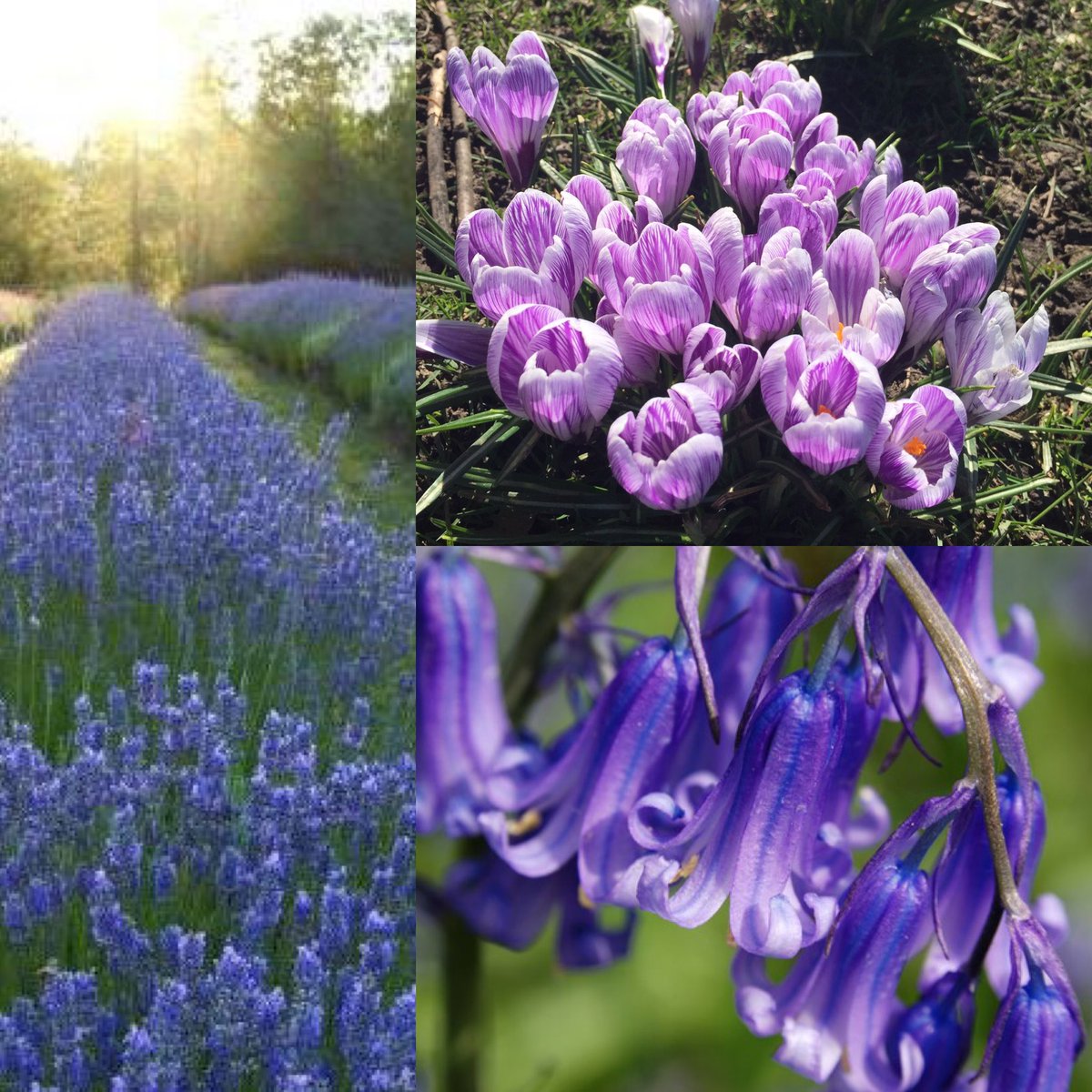 notoriousCori's tweet image. Purple dayzz Vancouver is Springing #Vancouverspring💜