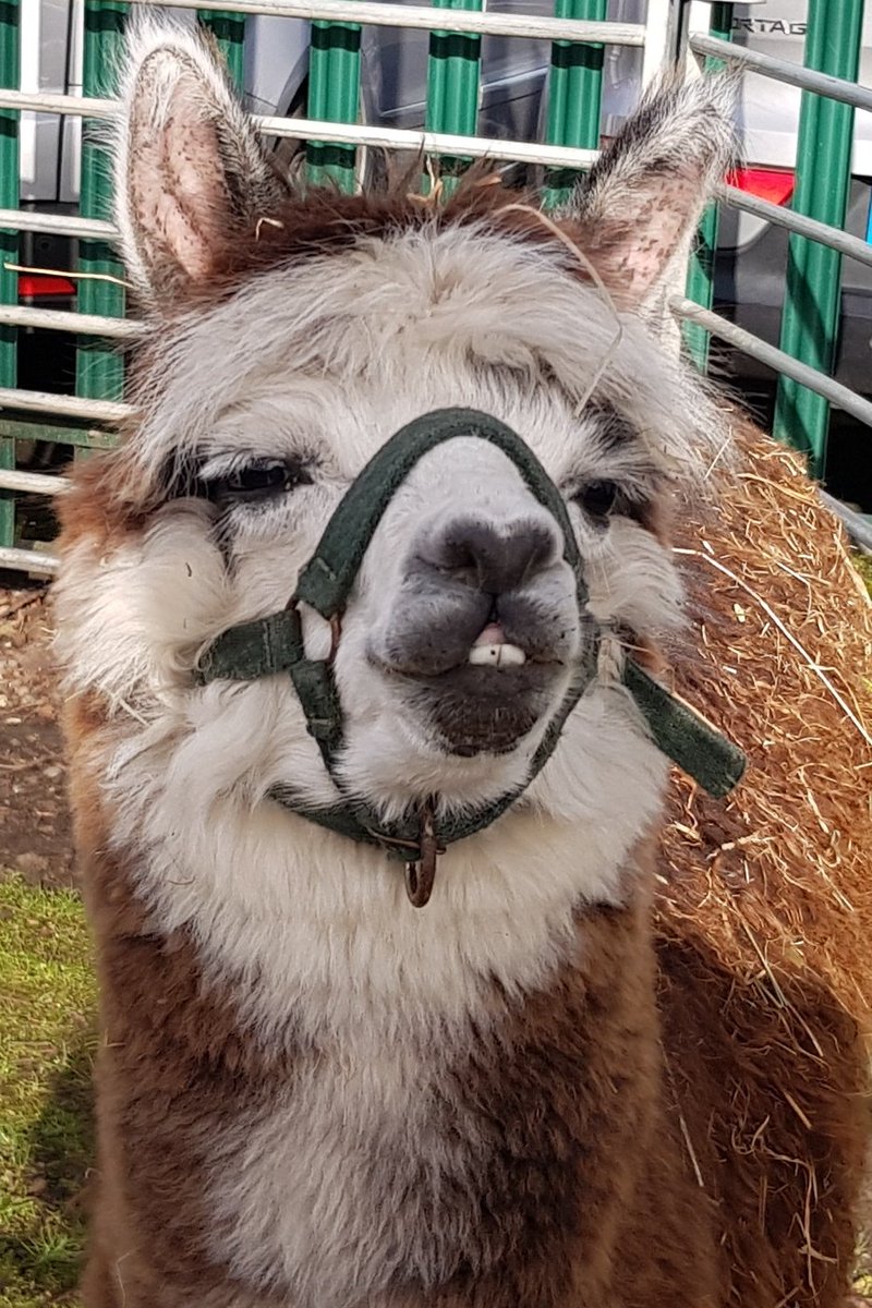 MillCottageFarm's tweet photo. 🌸Today's quote of the day.🌸
From a little sparkle (preschool child) 'Oh you have bears!' as she points as Christie the alpaca. 😂😍 https://t.co/V2U6kXzAEK