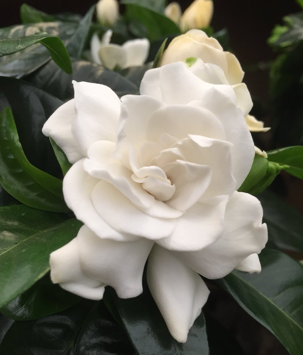 Gorgeous Gardenia smelling so sweet! A natural air freshener for your home that actually helps purify the air too! #WednesdayWisdom #flowers #scentedflowers #awesomeplants #gardenia #houseplants #gardenboutique #gardencentre #Warwickshire #gardeners