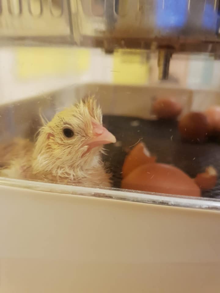 _KidsPlanet's tweet image. Just some of our new nursery arrivals in time for the #firstdayofspring 😍🐣
@eggsploring