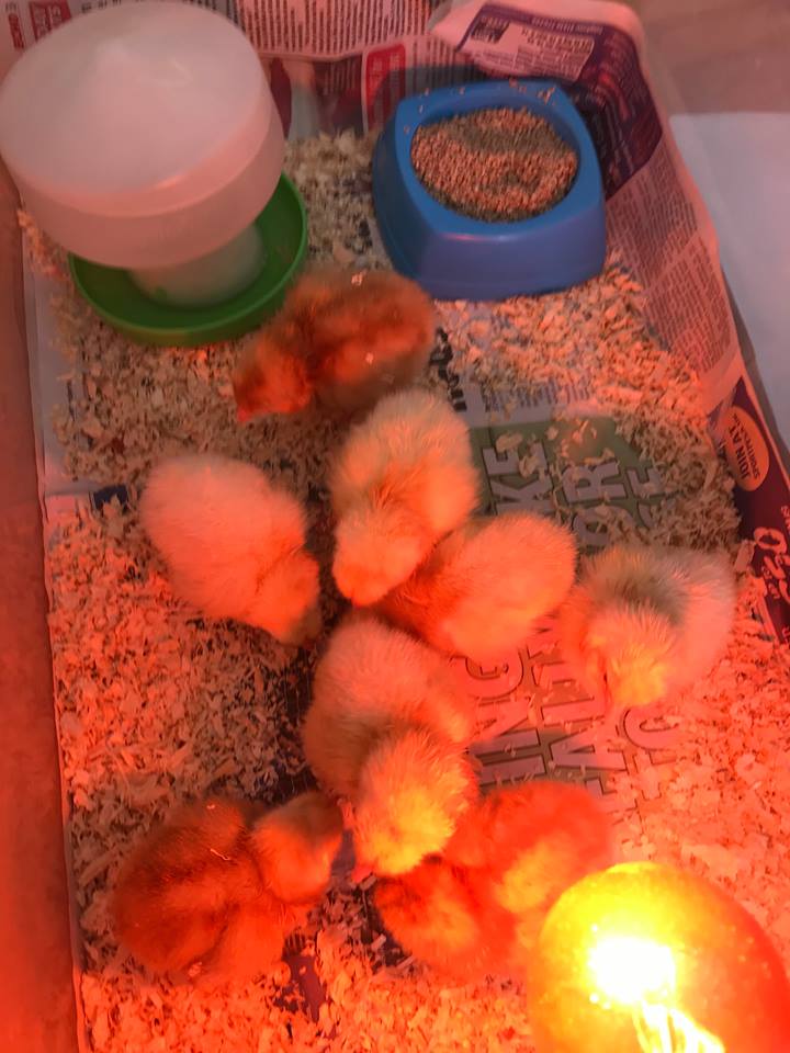 _KidsPlanet's tweet image. Just some of our new nursery arrivals in time for the #firstdayofspring 😍🐣
@eggsploring